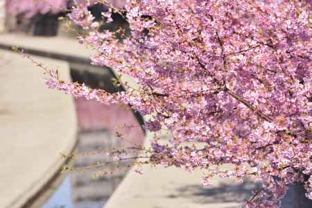 淀水路・河津桜（１）