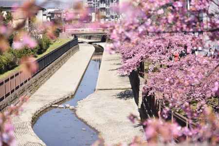 淀水路・河津桜（２）