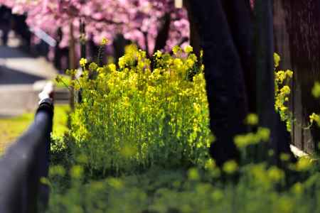 淀水路・河津桜（３）