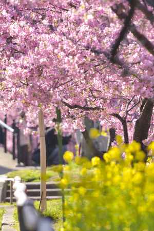 淀水路・河津桜（５）