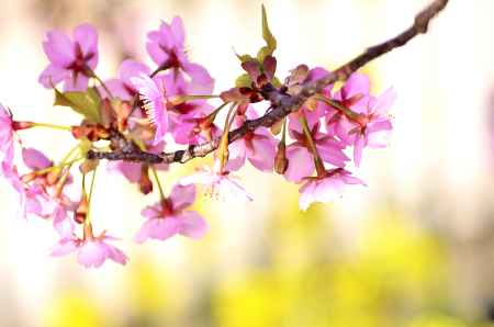 淀水路・河津桜（６）