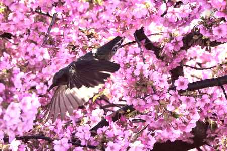 淀水路・河津桜（７）