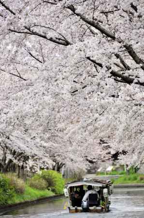 桜の水路を進む