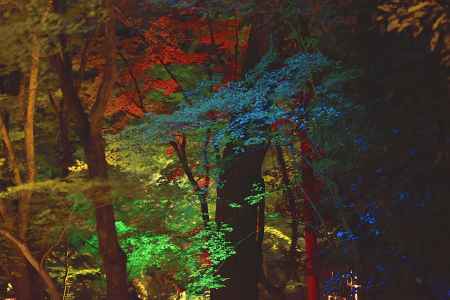 京の七夕2019　北野天満宮（１１）