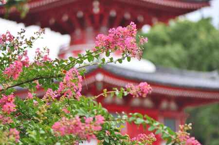 多宝塔も映える百日紅