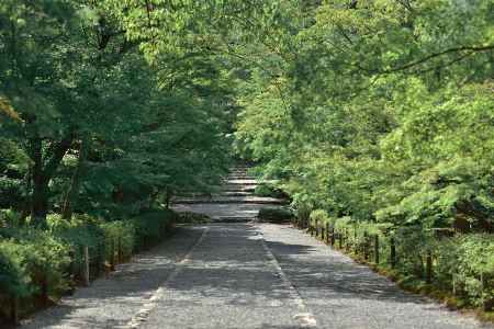 緑の参道