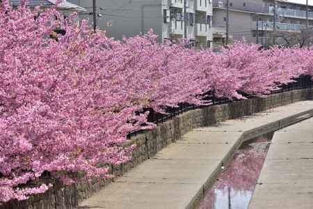 淀水路　河津桜（2022年3月16日）