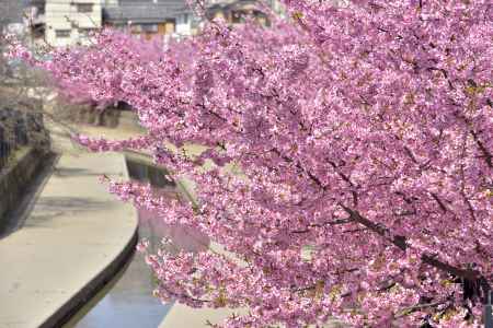 淀水路　河津桜（2022年3月16日）scene2