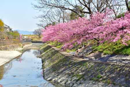 淀水路　河津桜（2022年3月16日）scene７