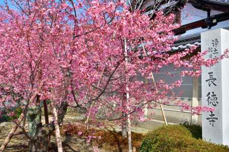 長徳寺　（2022年3月15日）scene1