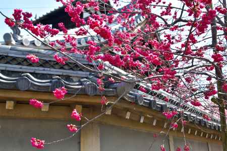 長徳寺　（2022年3月15日）scene4