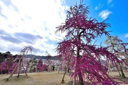 三室戸寺　枝垂れ梅園（2022年3月15日）scene3