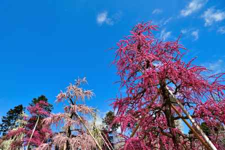 三室戸寺　枝垂れ梅園（2022年3月15日）scene5