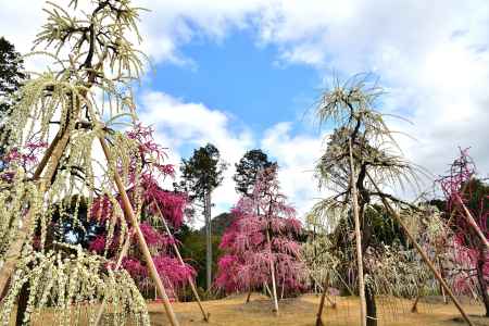 三室戸寺　枝垂れ梅園（2022年3月15日）scene7