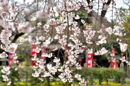 長建寺　（2022年3月24日）scene8