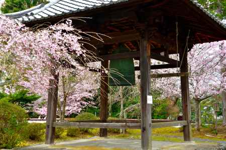 醍醐寺　（2022年3月28日）Scene８