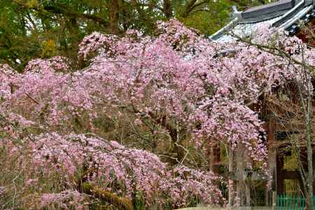 醍醐寺　（2022年3月28日）Scene10