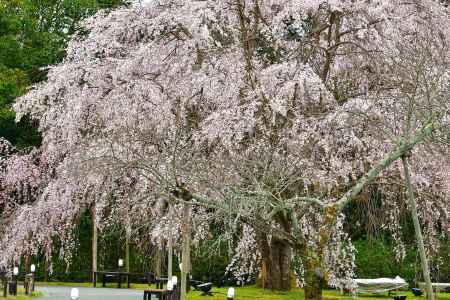 醍醐寺　（2022年3月28日）Scene18