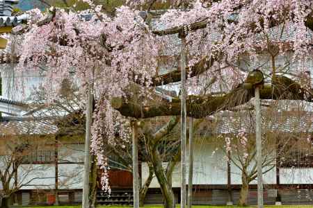 醍醐寺　（2022年3月28日）Scene19