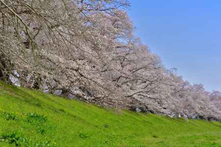 背割堤（2022年4月１日）Scene6