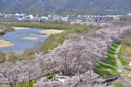 背割堤（2022年4月１日）Scene8