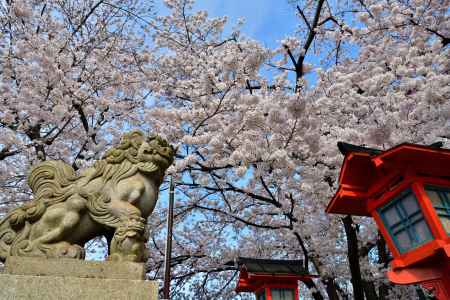 六孫王神社（2022年4月2日）Scene13