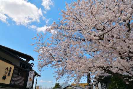 産寧坂（2022年4月4日）