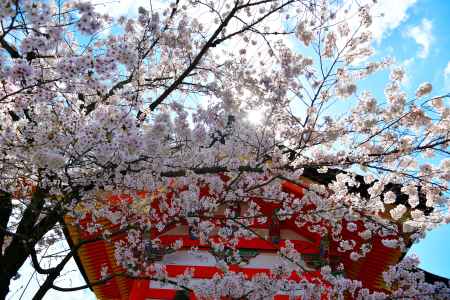 清水寺（2022年4月4日） Scene5