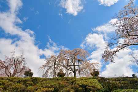 清水寺（2022年4月4日） Scene6