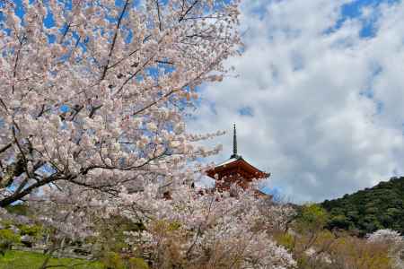 清水寺（2022年4月4日） Scene7