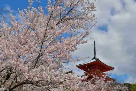 清水寺（2022年4月4日） Scene8