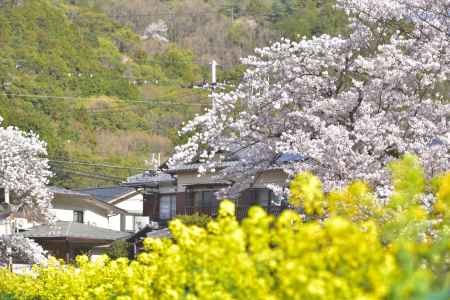 山科疎水（2022年4月5日）Scene3