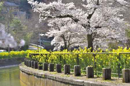 山科疎水（2022年4月5日）Scene6