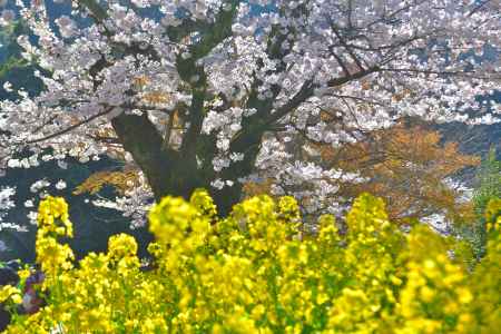 山科疎水（2022年4月5日）Scene10