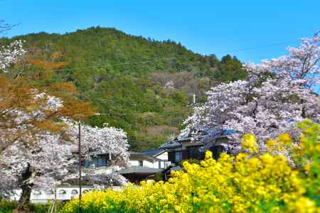 山科疎水（2022年4月5日）Scene14