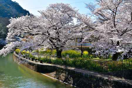 山科疎水（2022年4月5日）Scene18