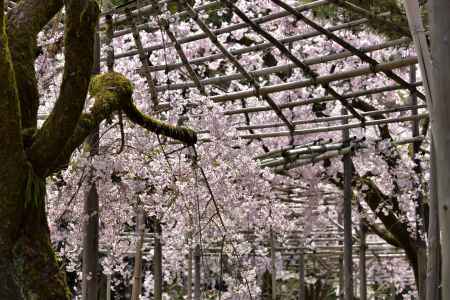 平安神宮神苑（2022年4月7日）Scene4