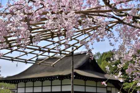 平安神宮神苑（2022年4月7日）Scene5