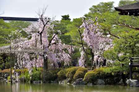 平安神宮神苑（2022年4月7日）Scene6