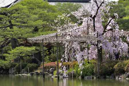 平安神宮神苑（2022年4月7日）Scene8