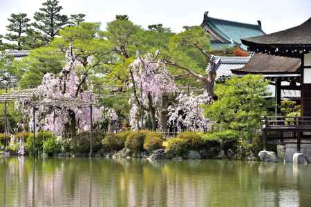 平安神宮神苑（2022年4月7日）Scene11