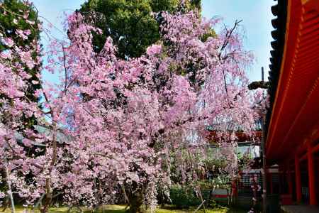 平安神宮神苑（2022年4月7日）Scene13