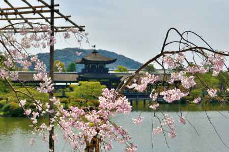 平安神宮神苑（2022年4月7日）Scene19