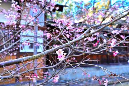 平野神社　十月桜　scene1