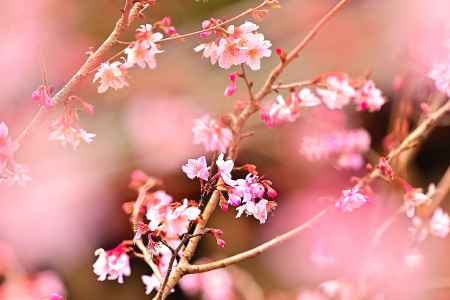 平野神社　十月桜　scene2