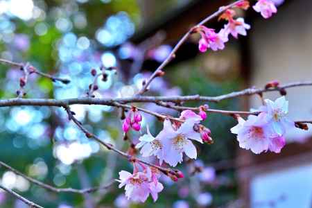 平野神社　十月桜　scene3