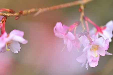 平野神社　十月桜　scene4