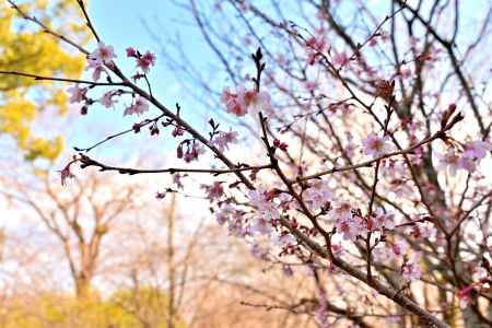 平野神社　十月桜　scene5