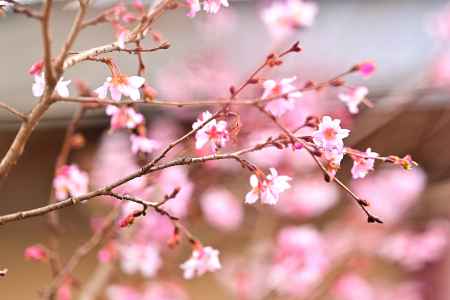 平野神社　十月桜　scene6