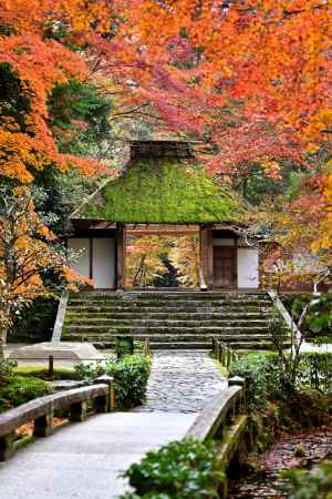 法然院　紅葉風景　scene2